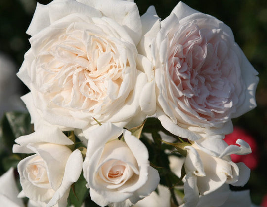 Star Honeymoon Arborose - Star Roses and Plants