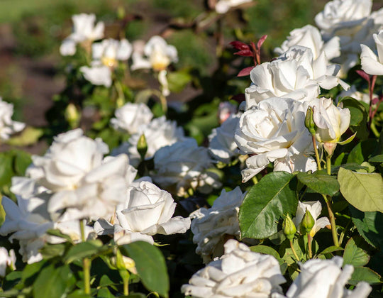 Star Honor - Star Roses and Plants