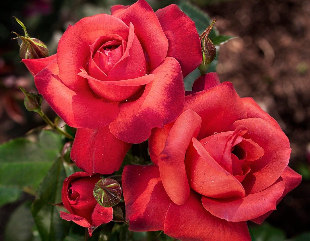 Star Hot Cocoa - Star Roses and Plants