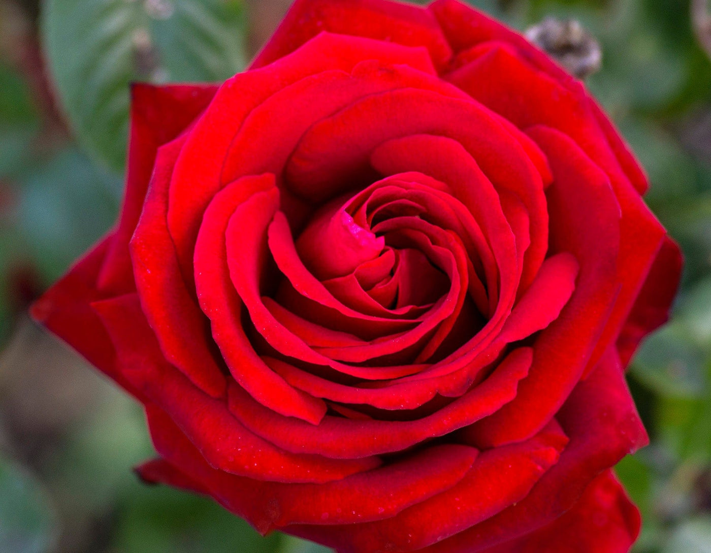 Star Ingrid Bergman - Star Roses and Plants
