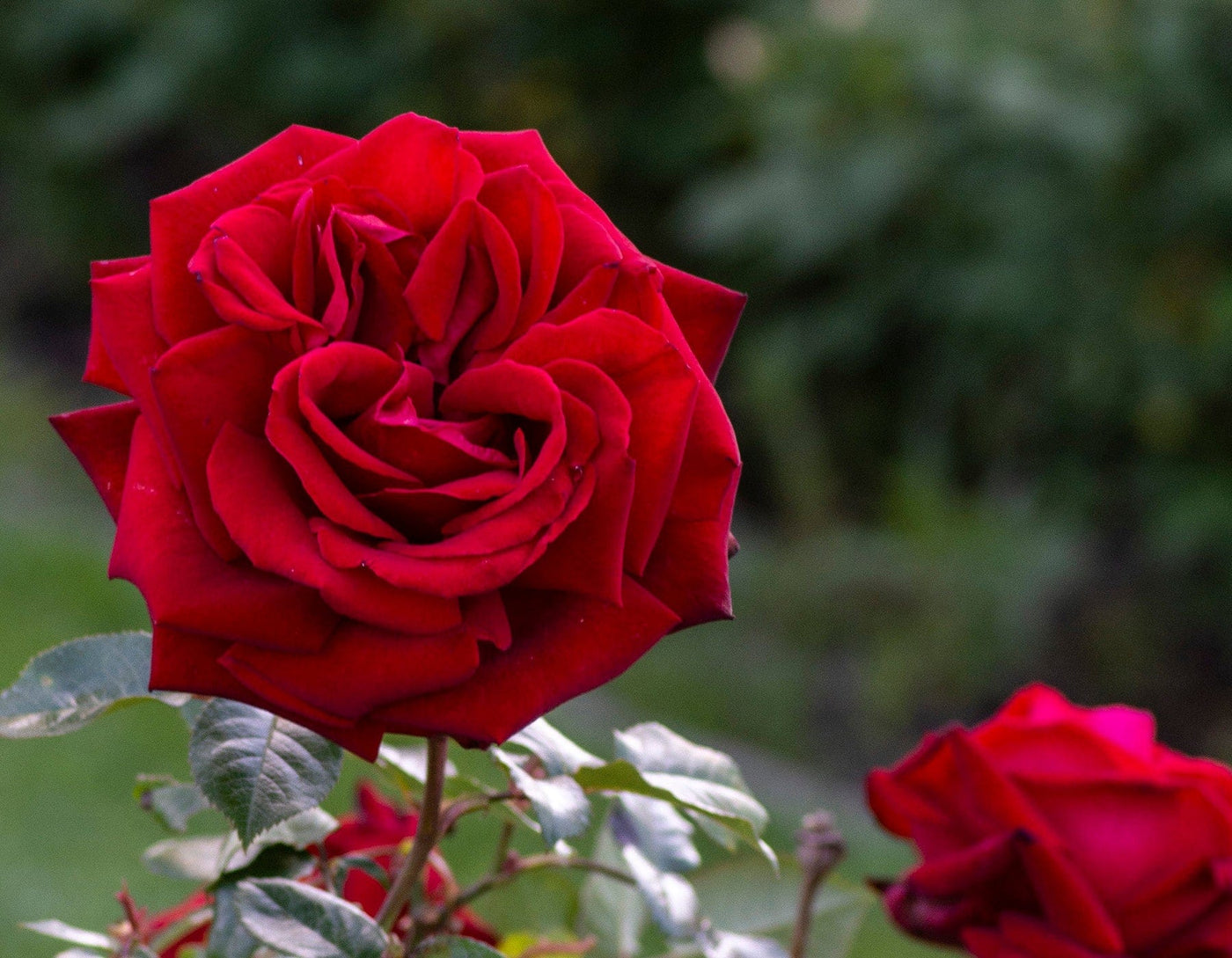 Star Ingrid Bergman - Star Roses and Plants