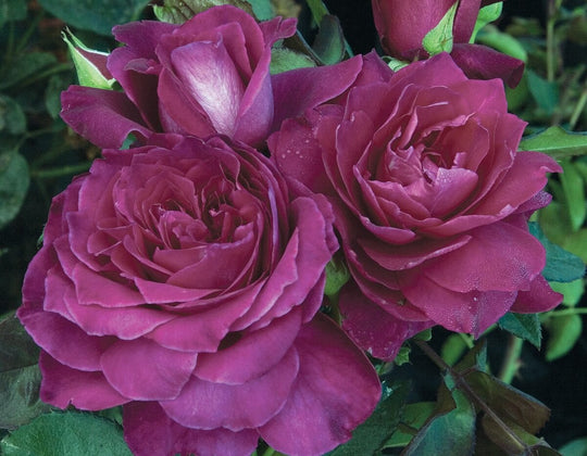 Star Intrigue - Star Roses and Plants