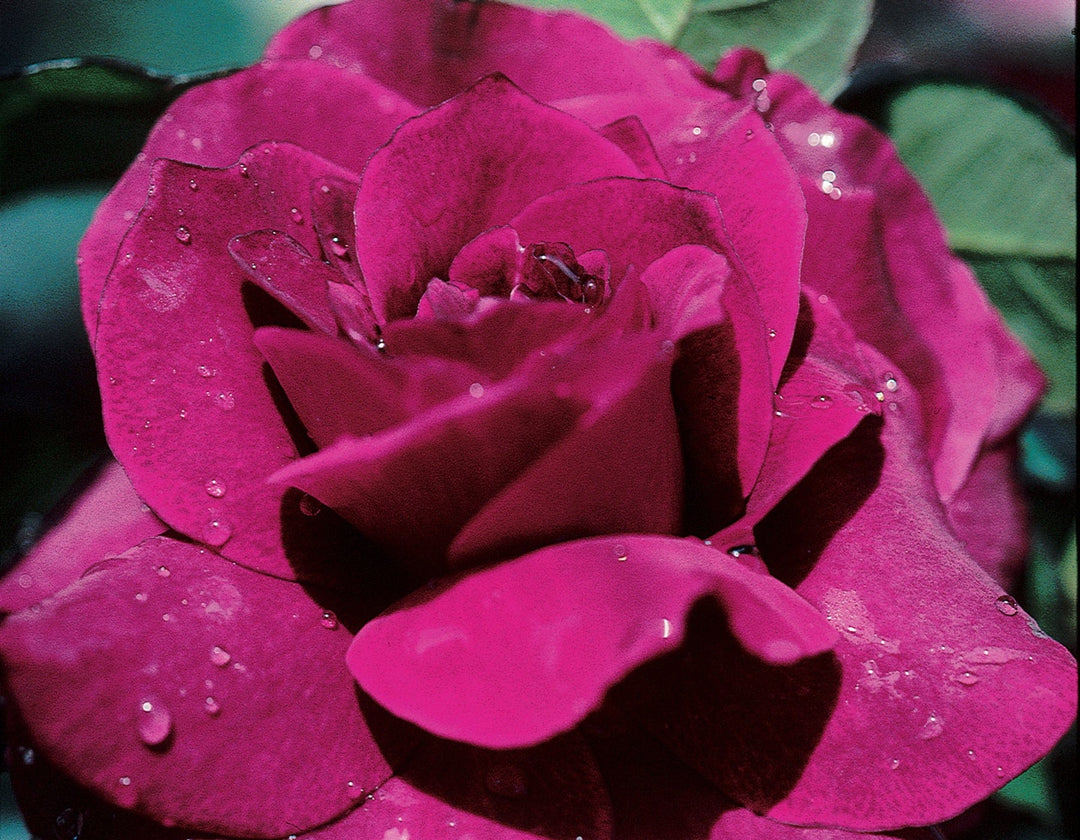 Star Intrigue - Star Roses and Plants