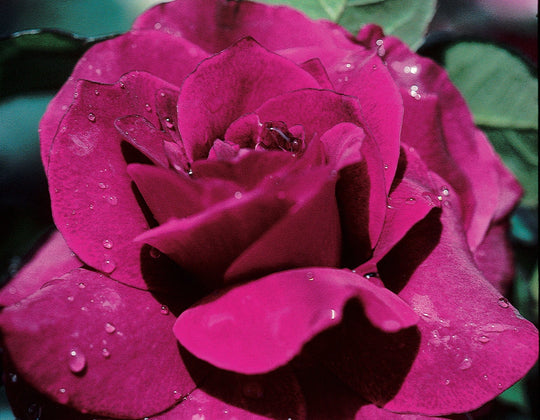 Star Intrigue - Star Roses and Plants