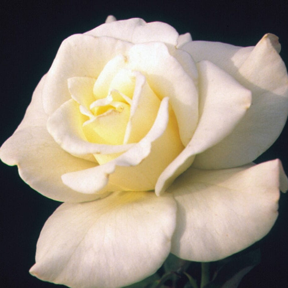 Star John F Kennedy - Star Roses and Plants