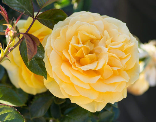 Star Julia Child - Star Roses and Plants