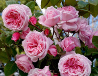 Smiley Face - Star Roses and Plants