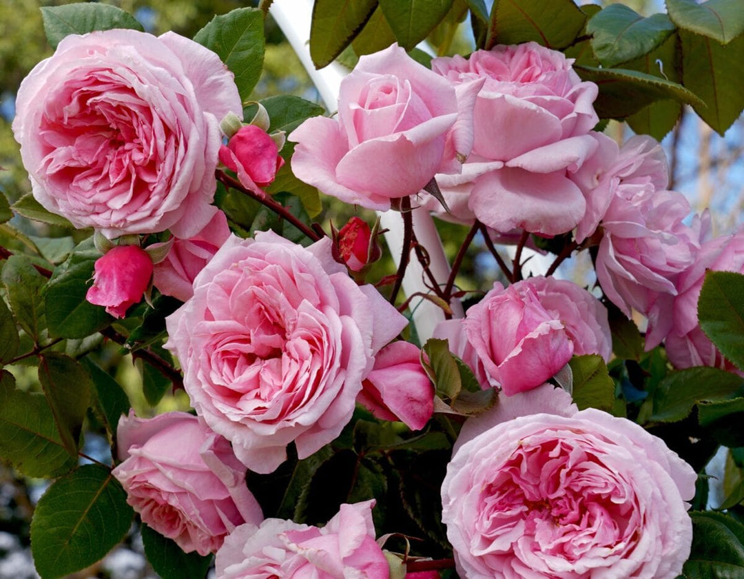 Astar Roses Kiss Me Kate Arborose - Star Roses and Plants – Wildwood Outdoor Living