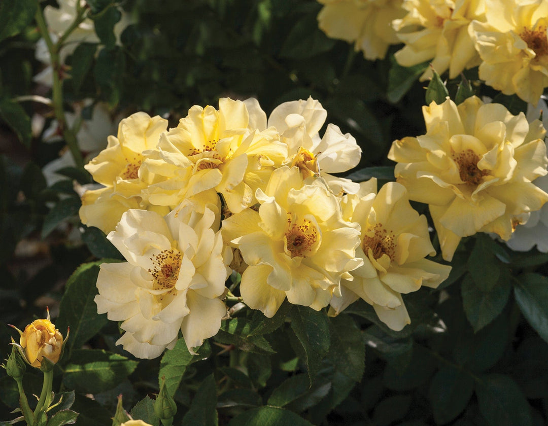 Star Lemon Drift - Star Roses and Plants