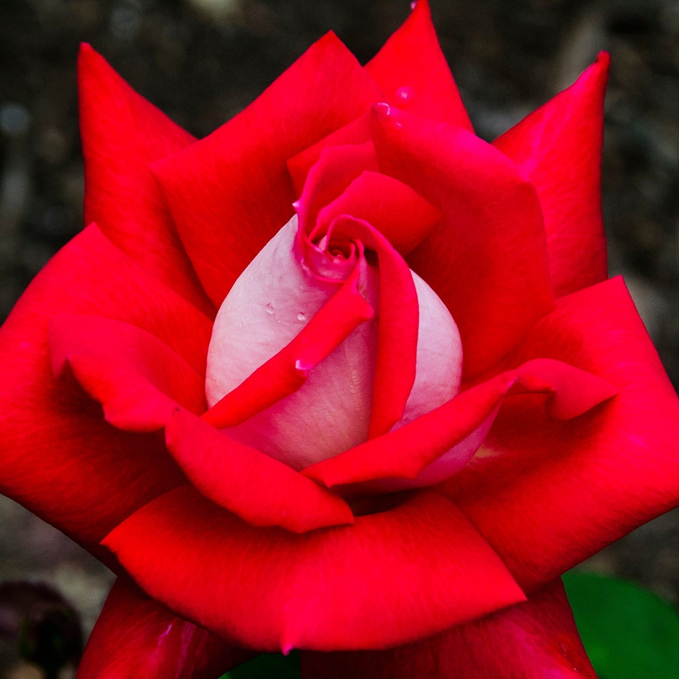 Star Love - Star Roses and Plants