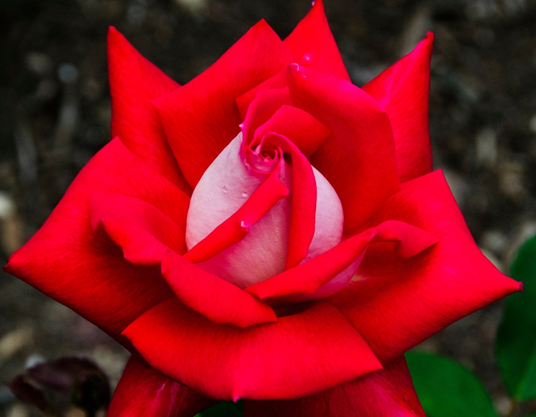 Star Love - Star Roses and Plants