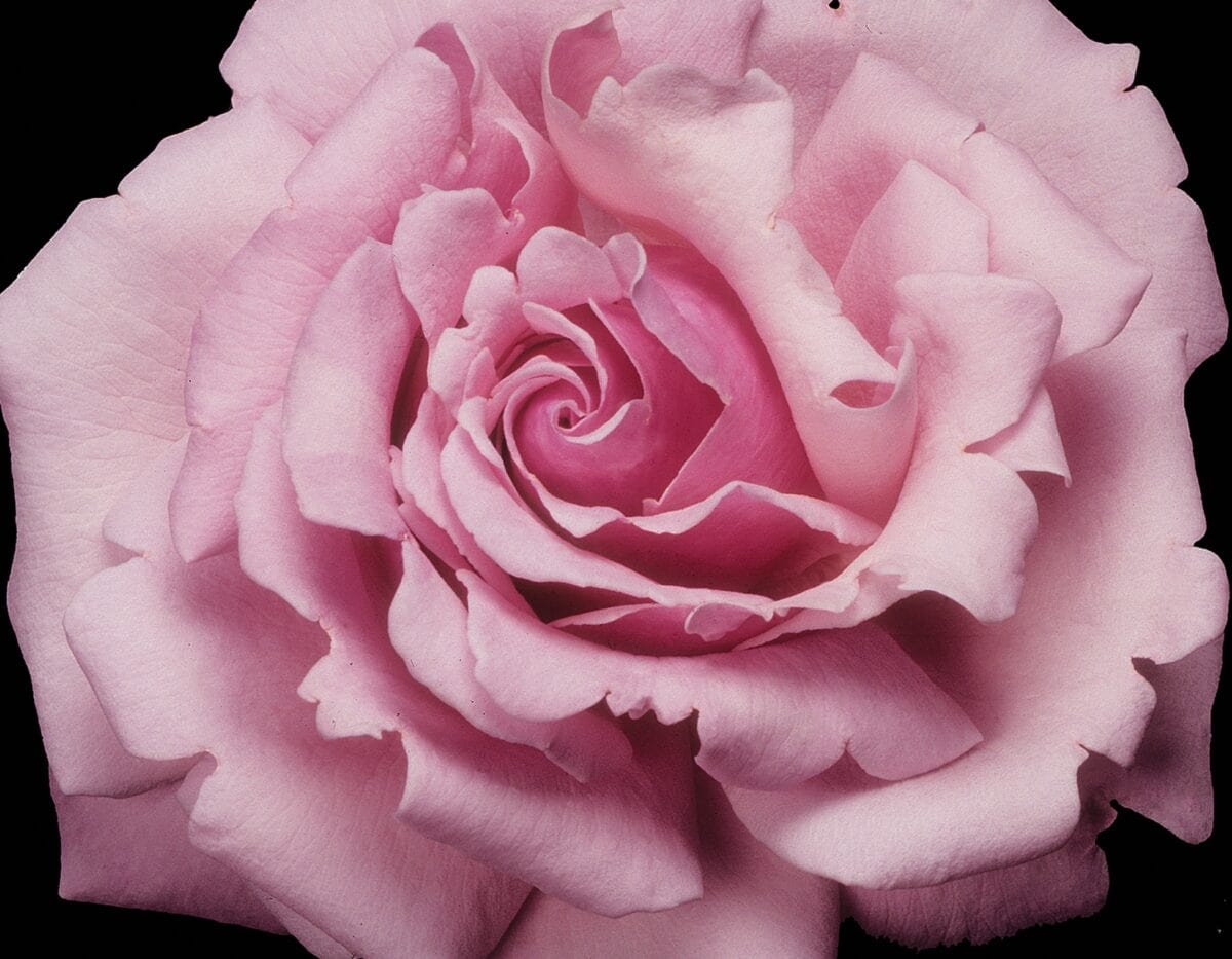 Memorial Day - Star Roses and Plants – Wildwood Outdoor Living