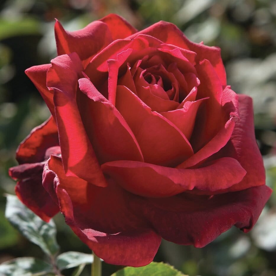 Star Oklahoma - Star Roses and Plants