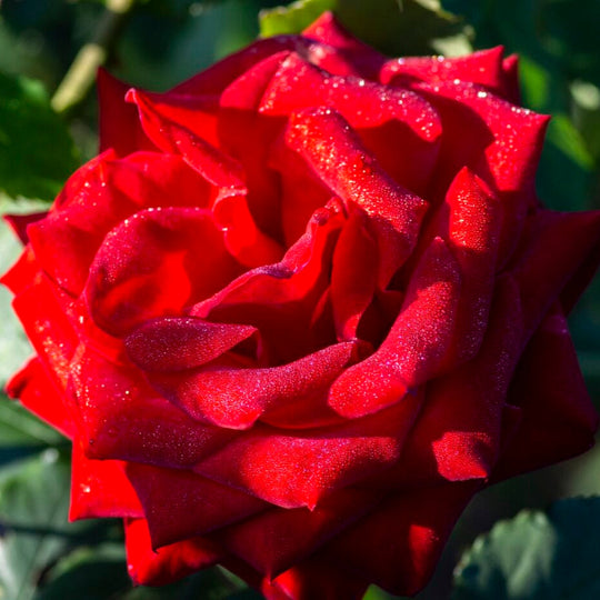 Star Olympiad - Star Roses and Plants