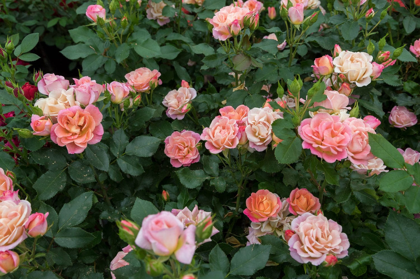 Star Peach Sunblaze Miniature - Star Roses and Plants