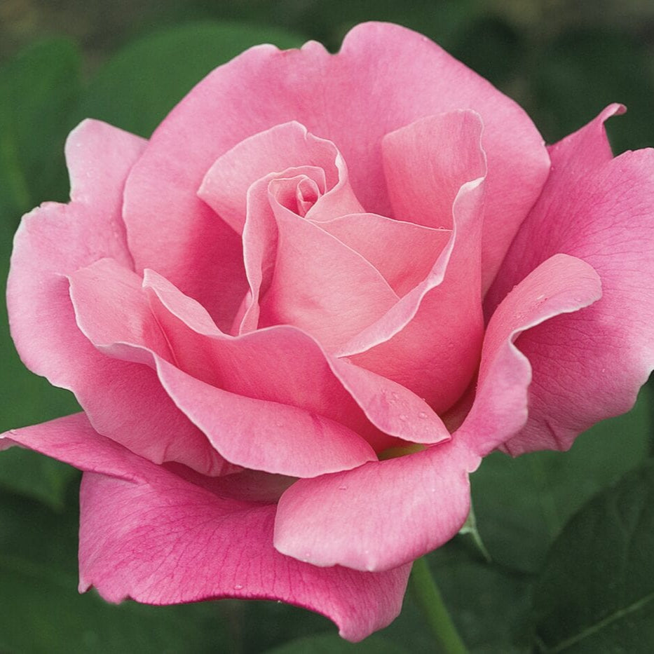 Star Perfume Delight - Star Roses and Plants