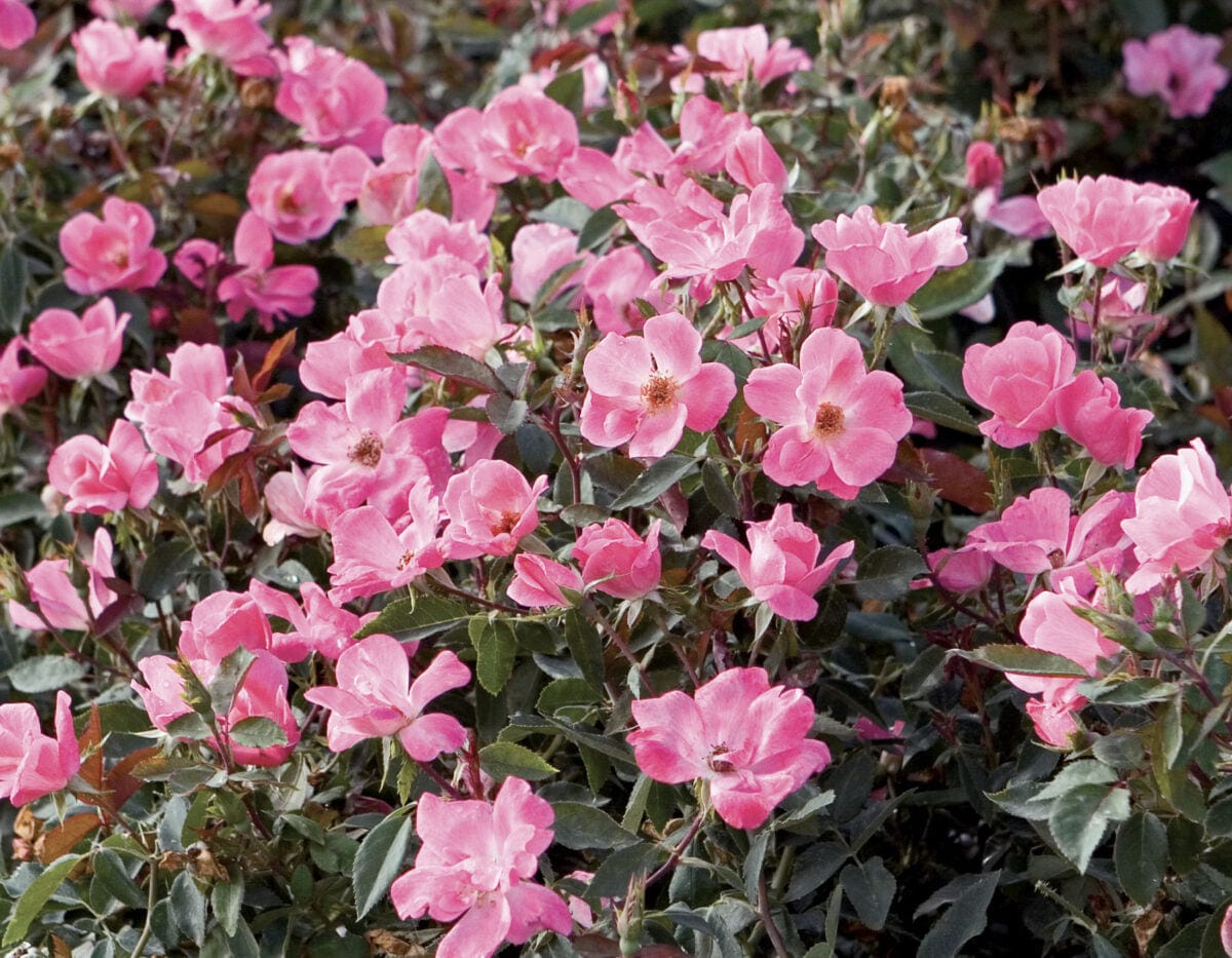 Star Pink Knock Out - Star Roses and Plants