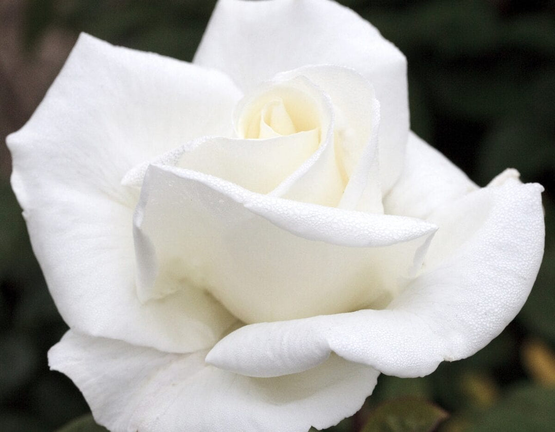 Star Queen Mary 2 - Star Roses and Plants