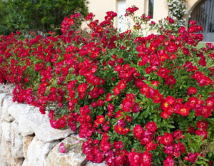 Star Red Drift - Star Roses and Plants