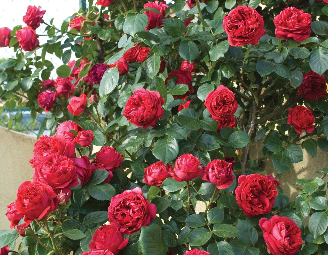 Star Red Eden Climber - Star Roses and Plants