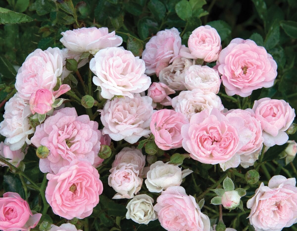 Star The Fairy - Star Roses and Plants