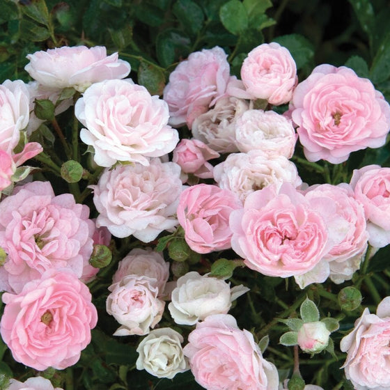 The Fairy - Star Roses and Plants