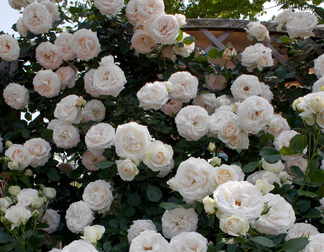 Star White Eden Climber - Star Roses and Plants