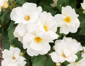 Star White Knock Out - Star Roses and Plants