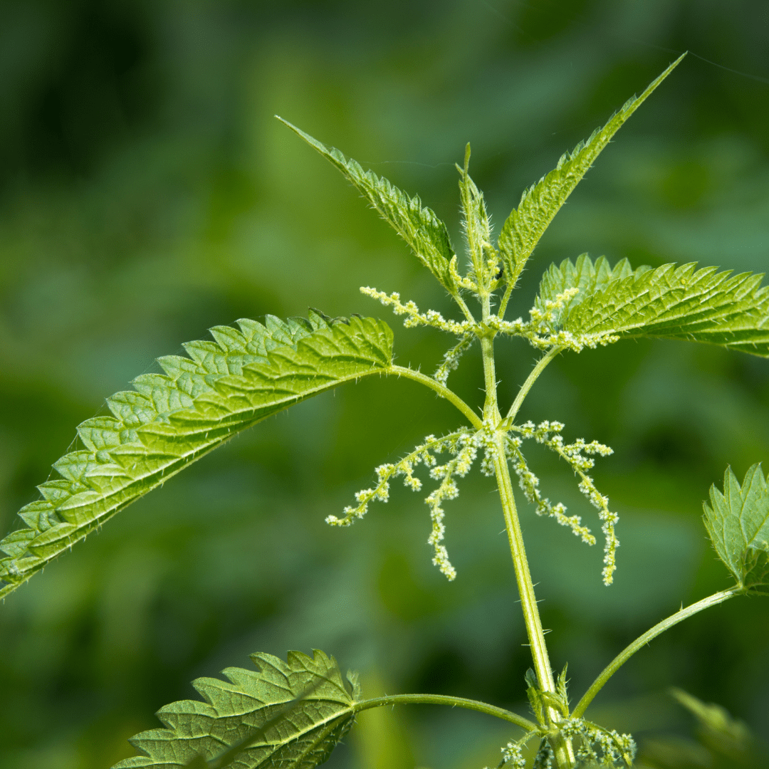 Stinging Nettles - Salt Spring Seeds