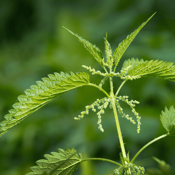 Stinging Nettles - Salt Spring Seeds