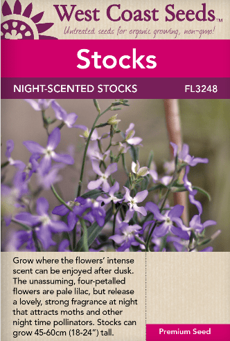 Matthiola Night Scented Stocks - West Coast Seeds