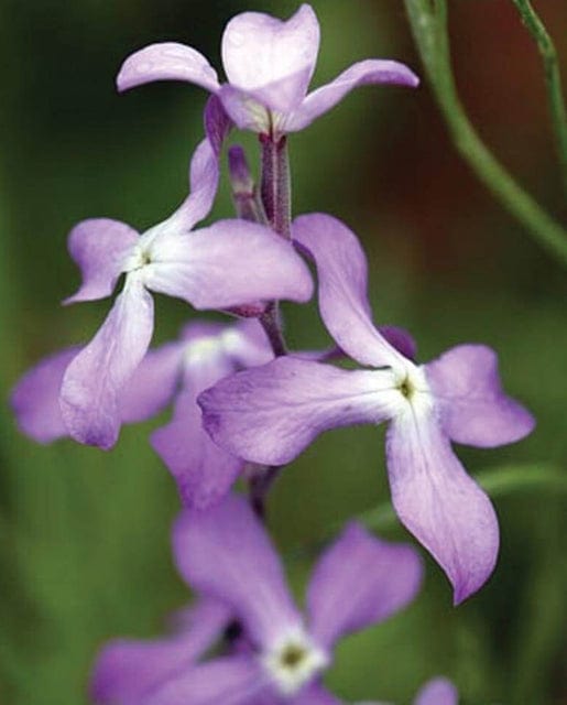 Stocks Night Scented - West Coast Seeds