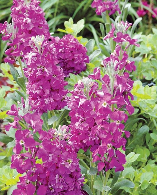 Stocks Night Scented - West Coast Seeds