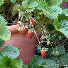 Strawberries Mignonette - Renee's Garden