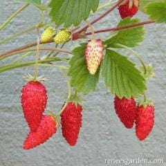 Strawberries Mignonette - Renee's Garden
