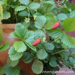 Strawberries Mignonette - Renee's Garden