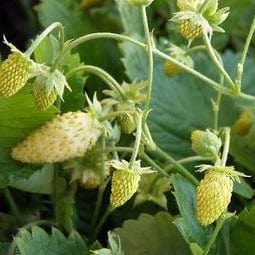 Strawberries Pineapple - Renee's Garden Seeds