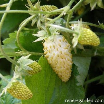 Strawberries Pineapple - Renee's Garden Seeds