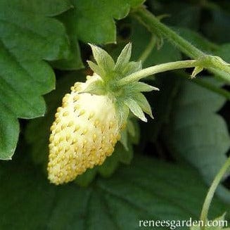 Strawberries Pineapple - Renee's Garden Seeds