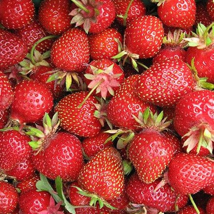 Strawberry - All Star, June Bearing