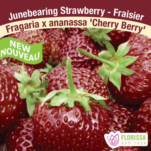 Strawberry - Cherry Berry, June Bearing