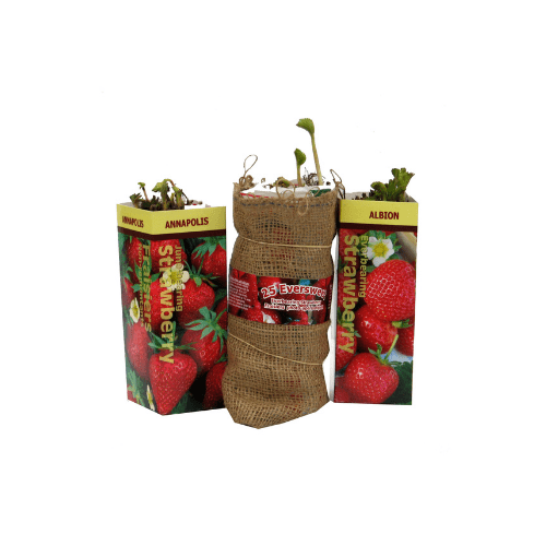 Strawberry - Eversweet, Everbearing (Burlap)