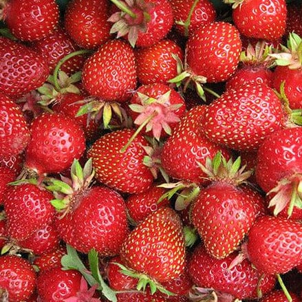 Strawberry - Fort Laramie, Everbearing