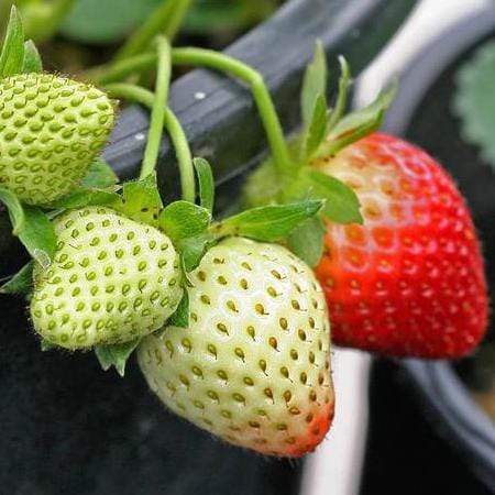 Strawberry Fresca - West Coast Seeds