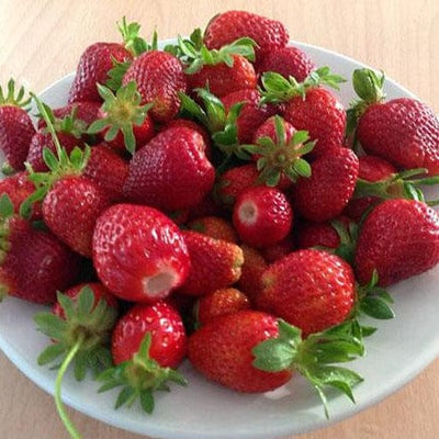 Strawberry - Hecker, Everbearing