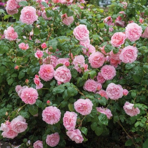 Strawberry Hill - David Austin Rose