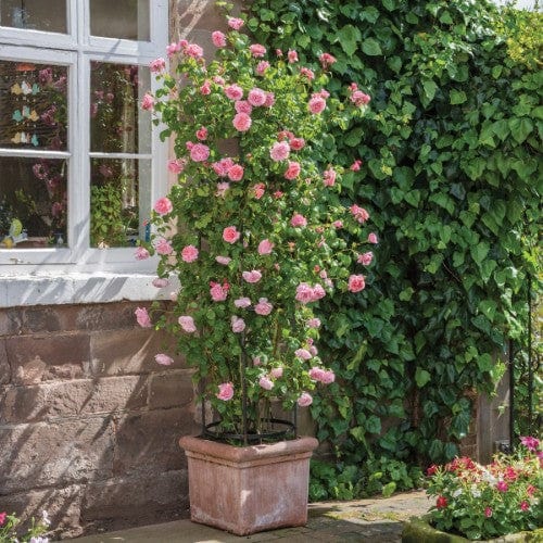 Strawberry Hill - David Austin Rose