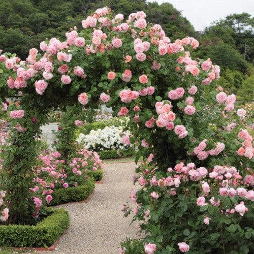 Strawberry Hill - David Austin Rose