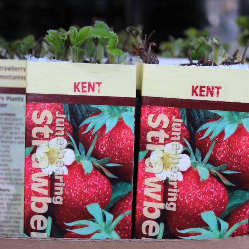 Kent Strawberries - June Bearing