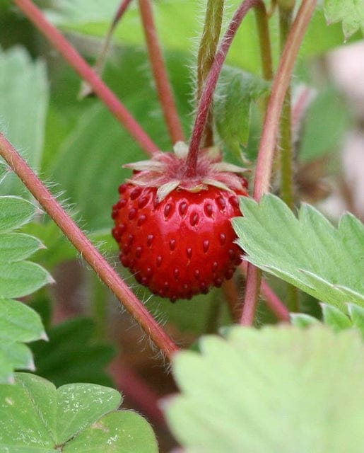 Strawberry Mignonette Alpine - West Coast Seeds